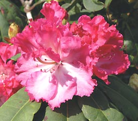 R. 'Arabella'