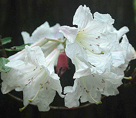 R. 'Argosy'