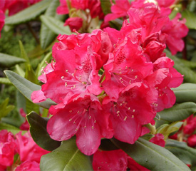 R. 'Bagshot Ruby'