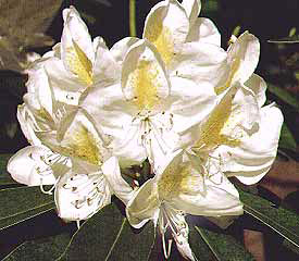 R. 'Belle Heller'