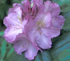 R. 'Beryl Coronet'