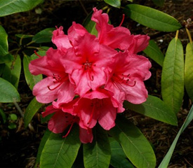 R. 'Cary Ann'