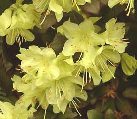 R. 'Chiffchaff'