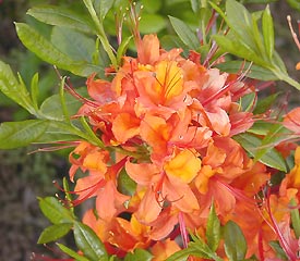 R. 'Coccineum Speciosum'