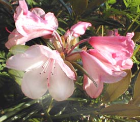 R. 'Coral Velvet'