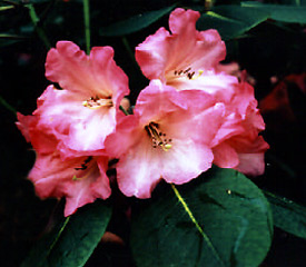 R. 'Cornish Cross Group'