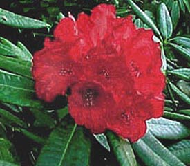 R. 'Cornubia'