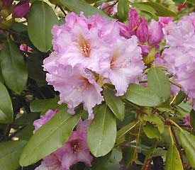 R. 'Dexter's Victoria'