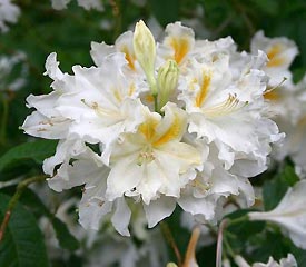 R. 'Exbury White'