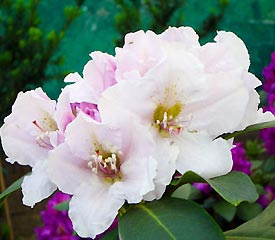 R. 'Hachmanns Eskimo'