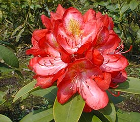 R. 'Hachmann's Junifeuer'