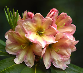 R. 'Hannah Grace'