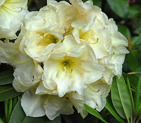 R. 'Kayla Joy'