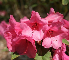 R. 'Kimbeth'