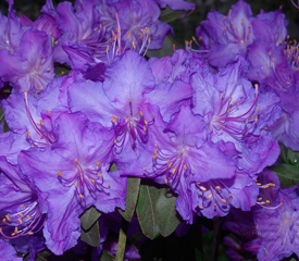 R. 'Lackamas Blue'