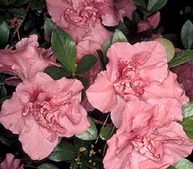 R. 'Lady Louise'