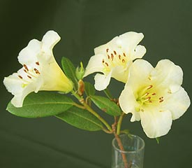 R. 'Lemon Mist'