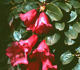 R. 'Lori Eichelser'