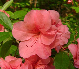 R. 'Louise Gable'