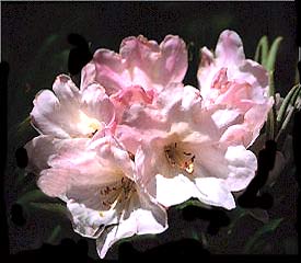 R. 'Noyo Snow'