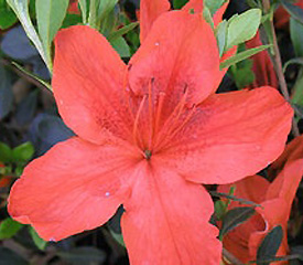 R. 'Orange Delight'