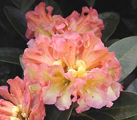 R. 'Orange Flirt'