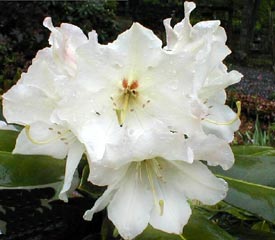 http://www.rhododendron.org/images/db/PaulineBralit.jpg