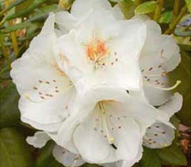 R. 'Phyllis Korn'