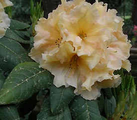 R. 'Pineapple Delight'