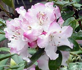 R. 'Pink Snowflakes'