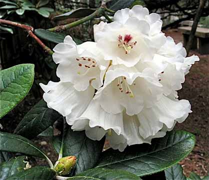 R. 'Powder Snow'