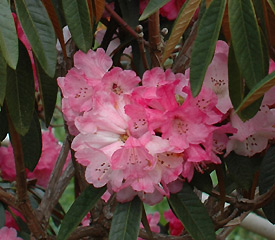 R. 'Queen of Bhutan'