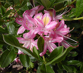 R. 'Ribbon Candy'