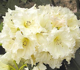 R. 'Rockhill Ivory Ruffles'