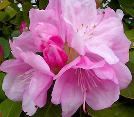 R. 'Royal Pink'