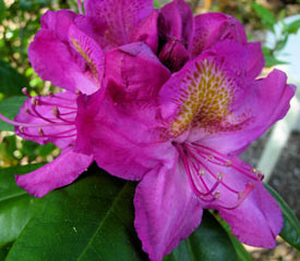 R. 'Royal Purple'