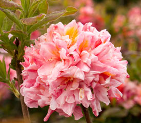 R. 'Sunset Pink'