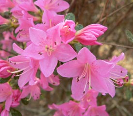 R. 'Sweet Briar'