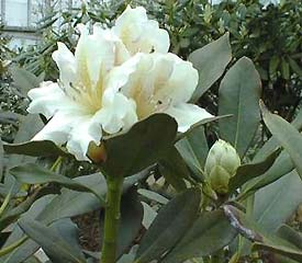 R. 'Victoria's Consort'