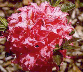 R. 'Vinecourt Duke'