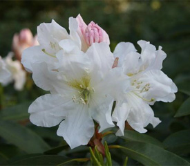 R. 'Alena'