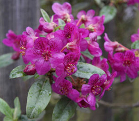 R. 'baileyi'