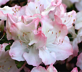 R. 'Betty Ellen'