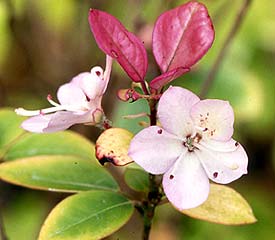 R. 'hongkongense'