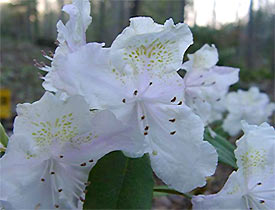 R. 'Kehr's White Ruffles'