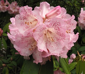 R. 'Polka Dot'