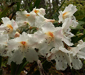 R. 'scopulorum'