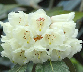 R. 'sinofalconeri'