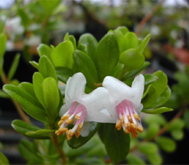 R. 'vaccinioides'