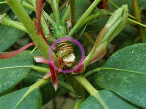 deadheading a rhododendron